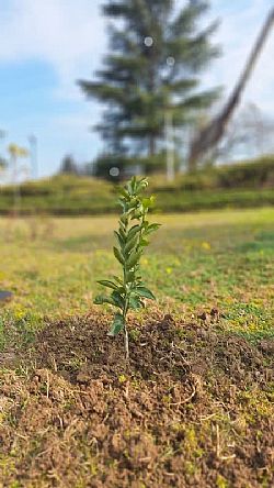 به‌ مناسبت روز درختکاری و آغاز هفته منابع طبیعی، با همت کارکنان، اساتید و دانشجویان مرکز علمی کاربردی صنایع چوب و کاغذ مازندران، آیین مراسم درختکاری و کاشت نهال، صبح امروز مورخ ۱۴۰۳/۱۱/۲۰ در محوطه فضای سبز دانشگاه برگزار شد.  